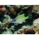 Lethrinus erythracanthus Valenciennes, 1830