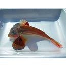 Lepidotrigla microptera Gunther, 1873