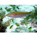 Stethojulis zatima Jordan et Seale, 1905