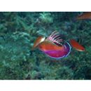 Paracheilinus lineopunctatus Randall et Lubbock, 1981