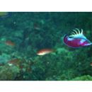 Paracheilinus lineopunctatus Randall et Lubbock, 1981