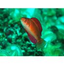 Cirrhilabrus rubripinnis Randall et Carpenter, 1980