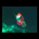 Cirrhilabrus rubripinnis Randall et Carpenter, 1980