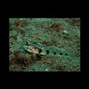 Gobiidae, indeterminate genus et species