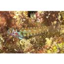 Eviota melasma Lachner et Karnella, 1980