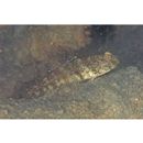 Cryptocentrus inexplicatus (Herre, 1934)