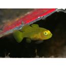 Lubricogobius exiguus Tanaka, 1915