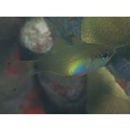 Zoramia gilberti (Jordan et Seale, 1905)