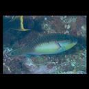 Scarus chameleon Choat et Randall, 1986