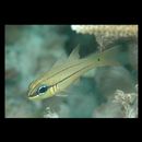 Apogon sealei Fowler, 1918