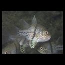 Sphaeramia orbicularis (Kuhl et Hasselt, 1828)