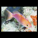 Pseudanthias engelhardi (Allen et Starck, 1982)