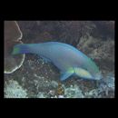 Chlorurus bleekeri (de Beaufort, 1940)