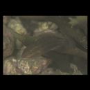 Chlorurus sordidus (Forsskal, 1775)