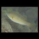 Scarus ghobban Forsskal, 1775