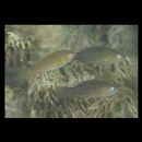 Scarus ghobban Forsskal, 1775