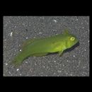 Iniistius pentadactylus (Linnaeus, 1758)