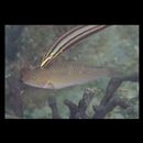 Scarus ghobban Forsskal, 1775