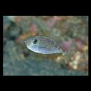 Naso thynnoides (Cuvier, 1829)