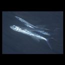 Cypselurus agoo agoo (Temminck et Schlegel, 1846)