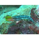 Ecsenius axelrodi Springer, 1988