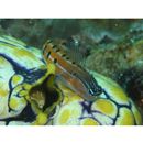 Ecsenius axelrodi Springer, 1988