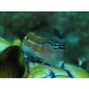 Ecsenius axelrodi Springer, 1988