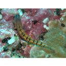 Ecsenius axelrodi Springer, 1988