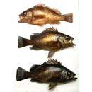 Sebastes ventricosus Temminck et Schlegel, 1843