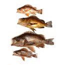 Sebastes inermis Cuvier, 1829