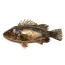 Sebastes oblongus Gunther, 1877