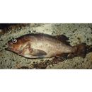 Sebastes taczanowskii (Steindachner, 1880)