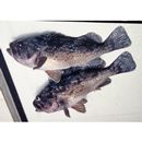 Sebastes schlegelii Hilgendorf, 1880