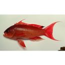 Pseudanthias squamipinnis (Peters, 1855)