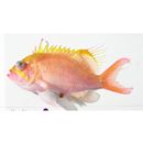 Odontanthias unimaculatus (Tanaka, 1917)