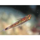 Trimma nasa Winterbottom, 2005