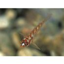 Trimma cana Winterbottom, 2004