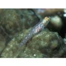 Eviota rubrisparsa Greenfield et Randall, 2010