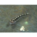 Eviota sebreei Jordan et Seale, 1906