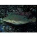 Canthigaster compressa (Proce, 1822)