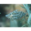 Acreichthys radiatus (Popta, 1901)