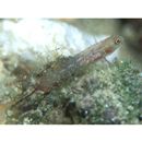 Eviota rubrisparsa Greenfield et Randall, 2010