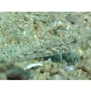 Fusigobius neophytus (Gunther, 1877)