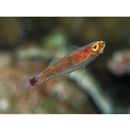 Trimma nasa Winterbottom, 2005