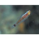 Trimma nasa Winterbottom, 2005