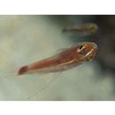 Trimma nasa Winterbottom, 2005