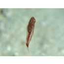 Trimma nasa Winterbottom, 2005