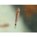 Trimma nasa Winterbottom, 2005