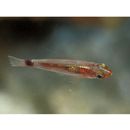 Trimma nasa Winterbottom, 2005