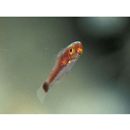 Trimma nasa Winterbottom, 2005